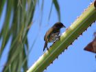 Доминиканска република – palmchat