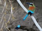 Ел Салвадор и Никарагуа – turquoise-browed motmot