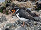 Фаорски острови – Eurasian oystercatcher