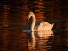 Финландия – whooper swan