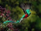 Гватемала – resplendent quetzal