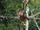 Гвиана – hoatzin