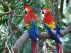Хондурас – scarlet macaw