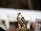 Унгария и Монголия – saker falcon