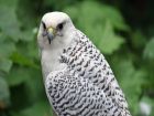 Исландия – gyrfalcon