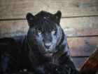 Изящни и огромни: Столичният зоопарк се похвали с 2 черни ягуара