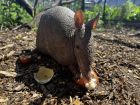 Снимка: Facebook page – Зоопарк Бургас / ZOO Burgas-различният...