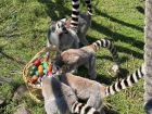 Снимка: Зоопарк Бургас / ZOO Burgas-различният зоопарк	