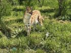 Снимка: Зоопарк Бургас / ZOO Burgas-различният зоопарк	