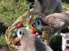 Снимка: Зоопарк Бургас / ZOO Burgas-различният зоопарк