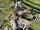 Снимка: Зоопарк Бургас / ZOO Burgas-различният зоопарк