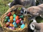 Снимка: Зоопарк Бургас / ZOO Burgas-различният зоопарк