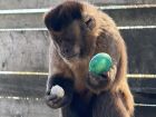Снимка: Зоопарк Бургас / ZOO Burgas-различният зоопарк
