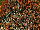 Снимка: Димитър Кьосемарлиев Снимка: Димитър Кьосемарлиев