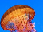 Медузите обитават солените, или много по-рядко,...