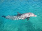  Делфините  са морски бозайници като китовете,...
