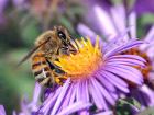 Пчелата може да пренесе за един полет до 50-60 mg нектар,...