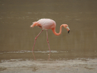Фламингото може да яде и пие само когато е с главата...