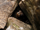 Бебе тюлен наднича от скалите с нетърпение да види...