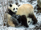 В дивата природа обикновено пандите не живеят с...