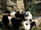 Възрастните панди, като тези две на снимката, тежат...