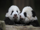 Повече за пандите  прочетете тук .  Снимка: reuters.com