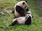 Майка панда и нейните две бебета си играят, докато се...