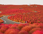 Hitachi Seaside Park, Япония