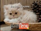 Болното коте