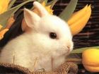 Зайченцето бяло