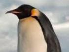 Императорски пингвин